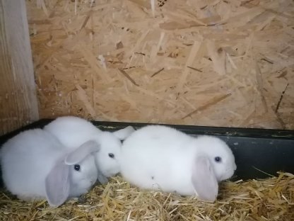 Minilop Zwergwidder Kaninchen