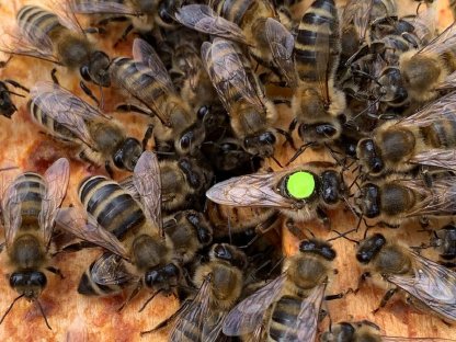 Bienenvölker auf Zander Jumbo