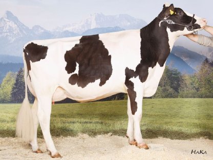 Holsteinkalbinnen und Kühe