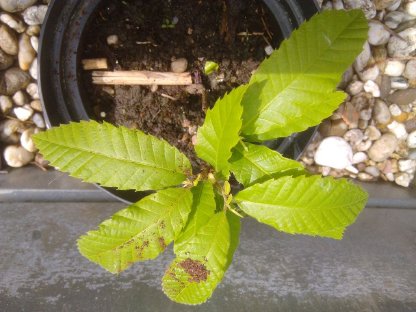 Maronibaum Pflanze