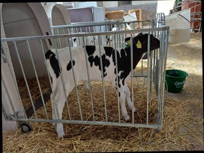 Kälber Holstein Friesian Mast