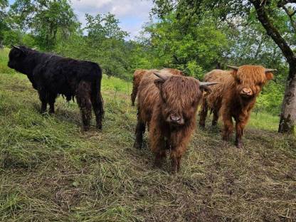 Hochlandrinder, Highland Cattle