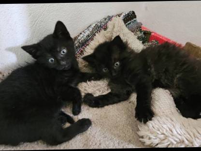 2 schwarze Katzenbabys
