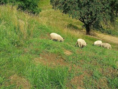 Verkaufe Schwarzkopf und Shropshire Schafe