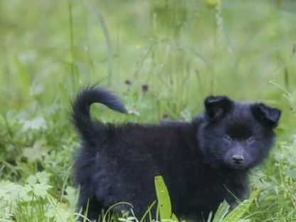 Großspitz Welpen zu vergeben