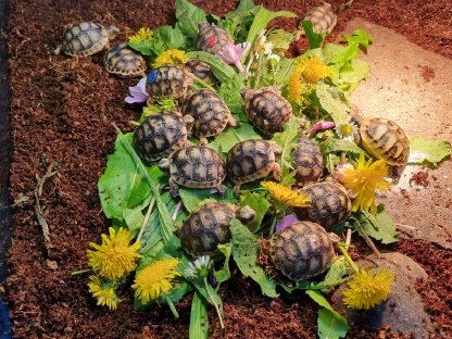 Bild 2:Schildkröten ab € 35,-