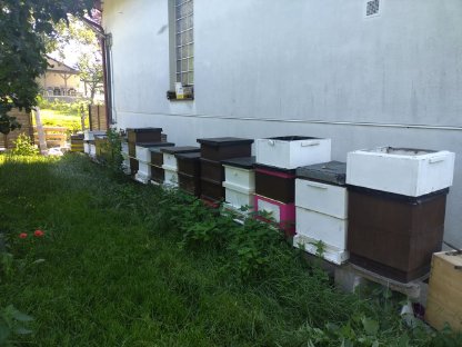 Bienenvölker auf EM