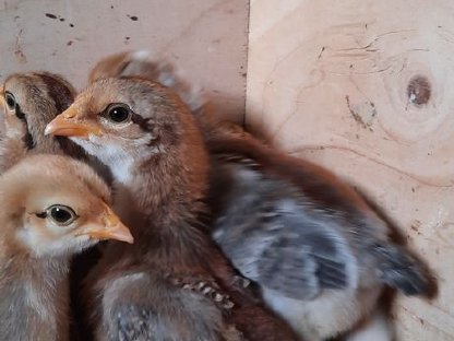 Bielefelder Kennhuhn Küken