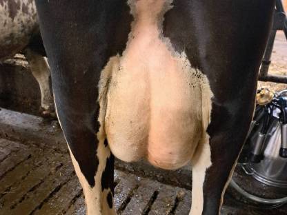 Holstein Erstlingskuh