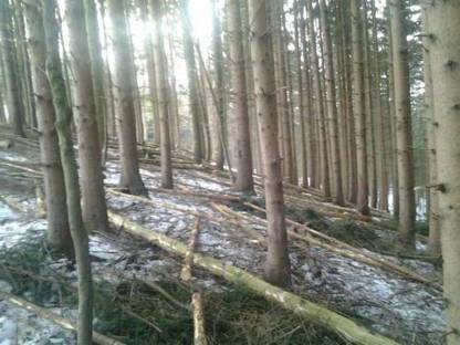 Kaufe Wald/Forst in BR/SL/VB