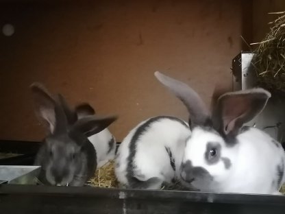 Junge Riesenschecken Kaninchen blau weiß