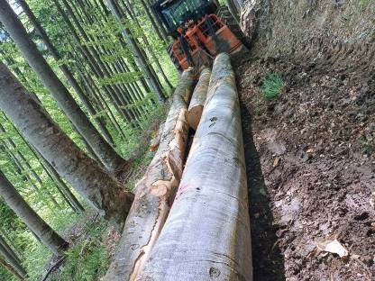 Bild 4:Forstarbeiten/Vorschlägern