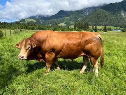 Limousin Sprungstier Bio