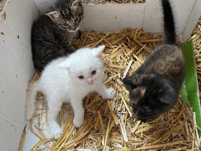 Katzen, Kitten, Babykätzchen