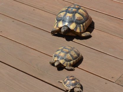 Bild 4:Schildkröten ab € 35,-