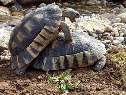 Bild 3:Schildkröten ab € 35,-