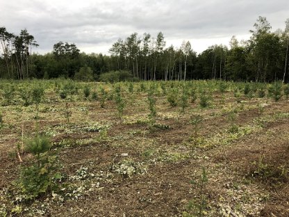 Bild 9:Jungesbestandspflege / Grünraumpflege