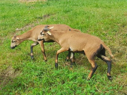 Bild 4:Kamerunschafe