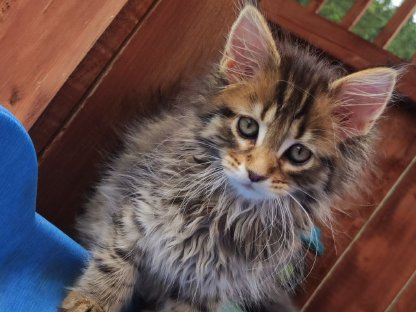 Maine Coon Perser Mix