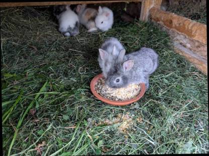 Bild 5:Löwenkopf-Zwergkaninchen zu verkaufen