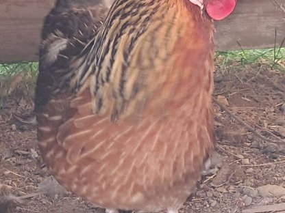 Bild 2:Altsteirer Hahn und Hühner