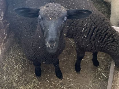Jura- und Juramischlingslämmer abzugeben