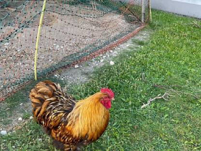 Bild 3:Seltene Rassen