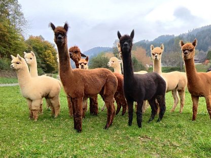 Bild 5:Alpaka, Alpakastuten, Alpakas
