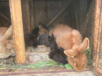 Hasen, Kaninchen herzugeben