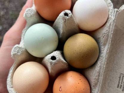 Bild 6:Bruteier Bunte Mischung