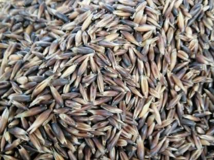 Bild 4:Schwarzhafer abgesackt