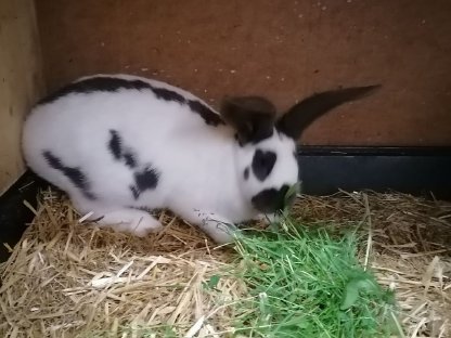 Bild 2:Riesenhasen Riesenschecken Häsin