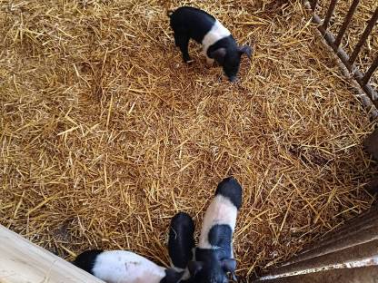 Schwäbisch Hall Schweine