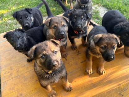 Schäferhundwelpen reinrassig
