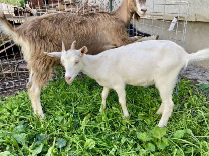 Bild 6:Zwergziegenmixe weiblich