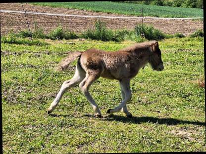 Bild 4:Isländer Islandpferde, Fohlen, Absetzer
