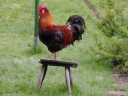 Bild 3:Altsteirer und Sulmtaler Küken zu verkaufen sowie Laufenten