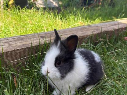 Zwergkaninchen