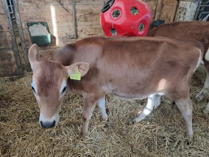 Verkaufe Jersey Kalb 3 Monate