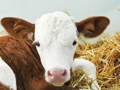 Kaufen Fleckvieh Zuchtkälber