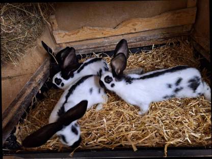 Bild 5:Deutsche Riesenschecken