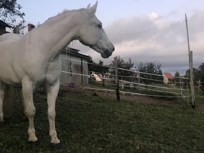 Lipizzaner Mix-Stute zu verkaufen