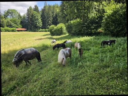 Ponystuten