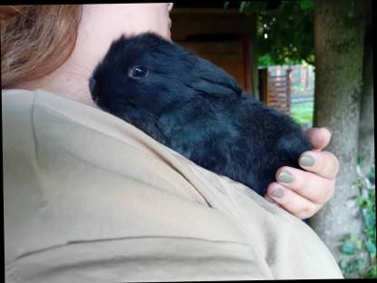 Zwergkaninchen Widder Babys