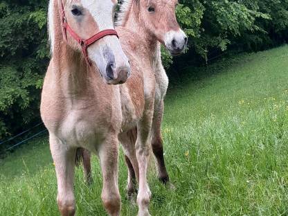 Bild 3:Haflinger Jährlingshengst