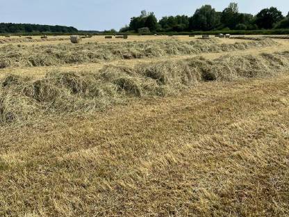 Bild 5:Heu 1. Schnitt