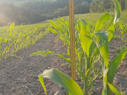 Bild 7:Mais Pflege