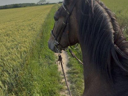 Lipizzaner, hübsch, unkompliziert und brav
