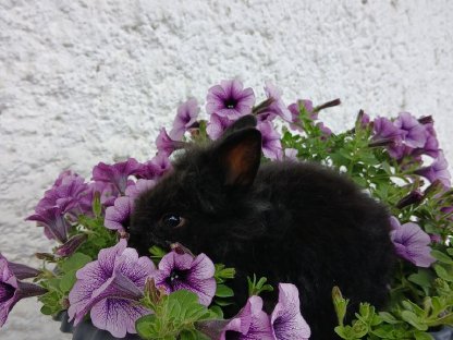 Bild 4:Teddylöwenkopfmix