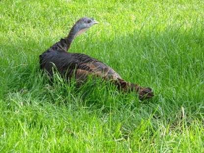 Bild 8:Nordamerikanische Wildpute, 1 Henne vom 3.7.2024